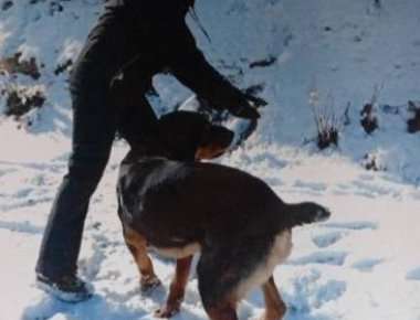 Κυνηγοί σκότωσαν 5 σκυλιά και τύφλωσαν ένα άλογο στην Ισπανία! (φωτό)